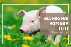 Giá heo hơi hôm nay 13/11: Tiếp đà tăng tại nhiều tỉnh, thành trong tuần tới?