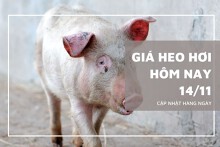 Giá heo hơi hôm nay 14/11: Không ghi nhận biến động mới trong ngày đầu tuần