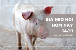 Giá heo hơi hôm nay 14/11: Không ghi nhận biến động mới trong ngày đầu tuần