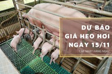 Dự báo giá heo hơi ngày 15/11: Các địa phương sẽ tăng trở lại?