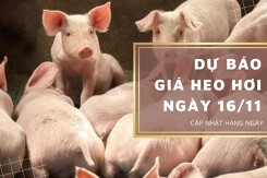 Dự báo giá heo hơi ngày 16/11: Tiếp tục giảm tại nhiều tỉnh, thành?