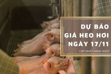 Dự báo giá heo hơi ngày 17/11: Các địa phương vẫn tiếp đà đi xuống?