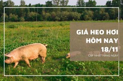 Giá heo hơi hôm nay 18/11: Tiếp đà giảm cao nhất 3.000 đồng/kg