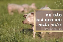 Dự báo giá heo hơi ngày 18/11: Duy trì đà giảm tại nhiều địa phương?