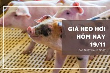 Giá heo hơi hôm nay 19/11: Biến động rải rác từ 1.000 đồng/kg đến 2.000 đồng/kg