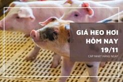 Giá heo hơi hôm nay 19/11: Biến động rải rác từ 1.000 đồng/kg đến 2.000 đồng/kg