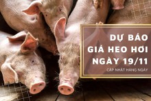 Dự báo giá heo hơi ngày 19/11: Một vài địa phương vẫn tiếp tục giảm?
