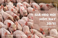 Giá heo hơi hôm nay 20/11: Duy trì xu hướng giảm trong tuần tới?