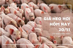 Giá heo hơi hôm nay 20/11: Duy trì xu hướng giảm trong tuần tới?