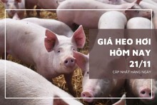 Giá heo hơi hôm nay 21/11: Ổn định trong ngày đầu tuần