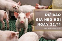 Dự báo giá heo hơi ngày 22/11: Nhiều địa phương điều chỉnh tăng?