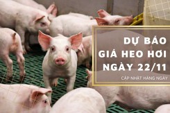 Dự báo giá heo hơi ngày 22/11: Nhiều địa phương điều chỉnh tăng?