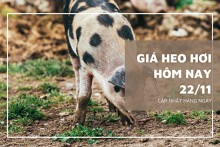 Giá heo hơi hôm nay 22/11: Biến động trái chiều từ 1.000 đồng/kg đến 4.000 đồng/kg