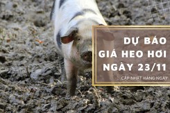 Dự báo giá heo hơi ngày 23/11: Các địa phương sẽ tăng trở lại?