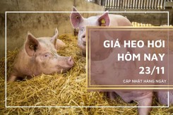 Giá heo hơi hôm nay 23/11: Tăng rải rác tại một vài địa phương