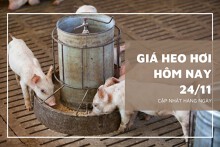 Giá heo hơi hôm nay 24/11: Ghi nhận tăng cao nhất 3.000 đồng/kg rải rác một vài nơi