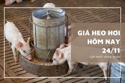 Giá heo hơi hôm nay 24/11: Ghi nhận tăng cao nhất 3.000 đồng/kg rải rác một vài nơi