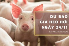 Dự báo giá heo hơi ngày 24/11: Tiếp tục tăng tại nhiều tỉnh thành?