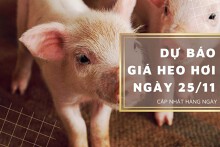 Dự báo giá heo hơi ngày 25/11: Tiếp đà tăng tại một vài địa phương?