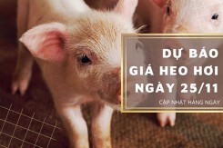 Dự báo giá heo hơi ngày 25/11: Tiếp đà tăng tại một vài địa phương?