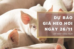 Dự báo giá heo hơi ngày 26/11: Xu hướng tăng duy trì tại nhiều tỉnh, thành?