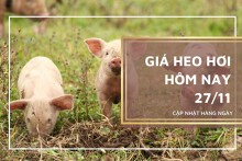 Giá heo hơi hôm nay 27/11: Tiếp đà tăng trong tuần tới?