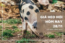 Giá heo hơi hôm nay 28/11: Dao động từ 51.000 đồng/kg đến 56.000 đồng/kg