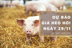 Dự báo giá heo hơi ngày 29/11: Đà tăng sẽ quay trở lại?