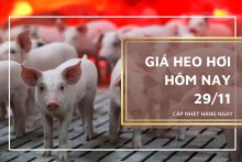 Giá heo hơi hôm nay 29/11: Biến động trong khoảng từ 1.000 đồng/kg đến 5.000 đồng/kg