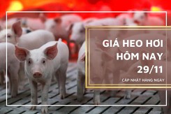 Giá heo hơi hôm nay 29/11: Biến động trong khoảng từ 1.000 đồng/kg đến 5.000 đồng/kg