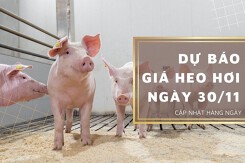 Dự báo giá heo hơi ngày 30/11: Nhiều tỉnh, thành tiếp tục điều chỉnh tăng?