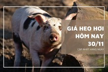 Giá heo hơi hôm nay 30/11: Đồng loạt đứng yên ở cả ba miền