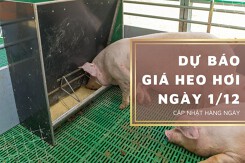 Dự báo giá heo hơi ngày 1/12: Duy trì trạng thái đi ngang trên cả nước?