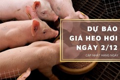 Dự báo giá heo hơi ngày 2/12: Tiếp tục đi ngang tại nhiều địa phương?