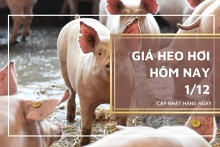 Giá heo hơi hôm nay 1/12: Tiếp tục đi ngang tại các tỉnh, thành