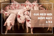 Giá heo hơi hôm nay 2/12: Điều chỉnh giảm 1.000 đồng/kg tại nhiều địa phương trên cả nước