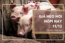 Giá heo hơi hôm nay 11/12: Tiếp đà giảm trong tuần tới?