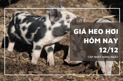 Giá heo hơi hôm nay 12/12: Không ghi nhận biến động mới trong ngày đầu tuần