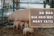 Dự báo giá heo hơi ngày 13/12: Xu hướng tăng sẽ quay trở lại?