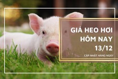 Giá heo hơi hôm nay 13/12: Tiếp tục lặng sóng tại các tỉnh, thành