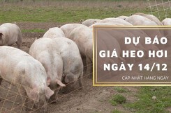 Dự báo giá heo hơi ngày 14/12: Tiếp tục đi ngang ở cả ba miền?