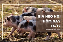 Giá heo hơi hôm nay 14/12: Tăng giảm trái chiều 1.000 đồng/kg
