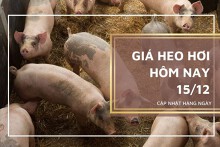 Giá heo hơi hôm nay 15/12: Giảm từ 1.000 đồng/kg đến 2.000 đồng/kg