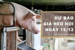 Dự báo giá heo hơi ngày 15/12: Xu hướng giảm sẽ quay trở lại?