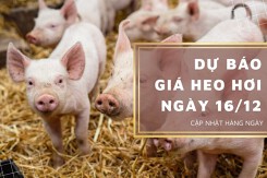 Dự báo giá heo hơi ngày 16/12: Nhiều địa phương tiếp tục điều chỉnh giảm?