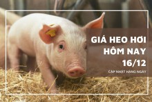 Giá heo hơi hôm nay 16/12: Giảm 2.000 đồng/kg ở khu vực phía Nam