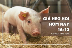 Giá heo hơi hôm nay 16/12: Giảm 2.000 đồng/kg ở khu vực phía Nam