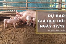 Dự báo giá heo hơi ngày 17/12: Xu hướng giảm tiếp diễn tại các khu vực?