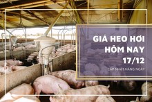 Giá heo hơi hôm nay 17/12: Lặng sóng trên cả nước
