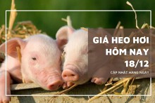 Giá heo hơi hôm nay 18/12: Tiếp tục tăng giảm không đồng nhất trên cả nước?